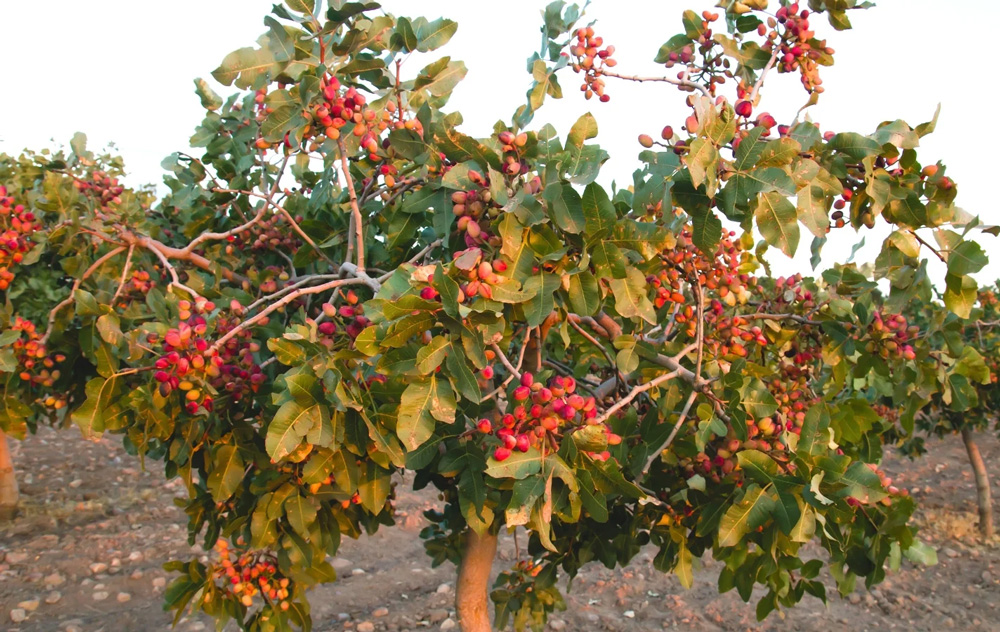 نهال پسته دیمی اصلاح شده