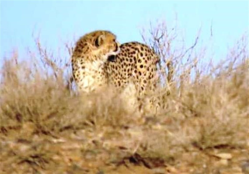 نظام مسائل استان خراسان شمالی , نظام مسائل استان , یوزپلنگ ایرانی , 
