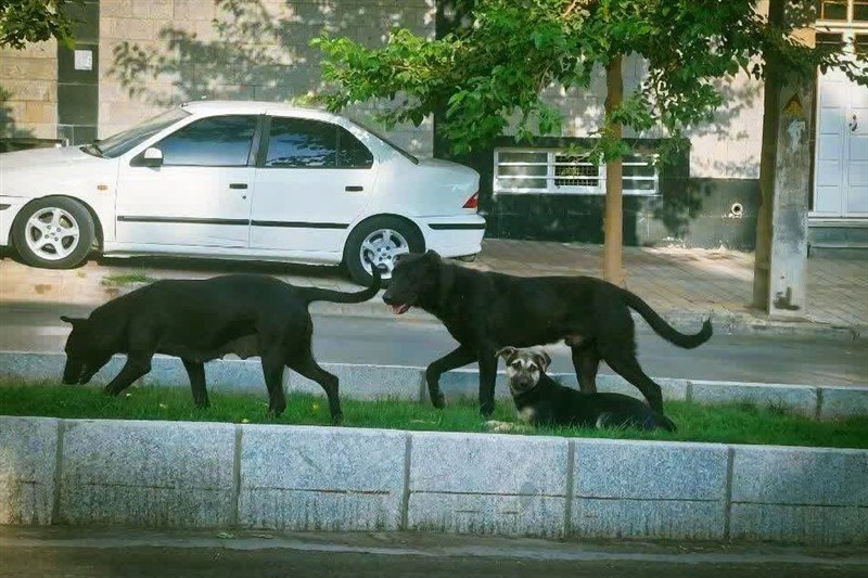 اخبار استان همدان , اخبار همدان ,
