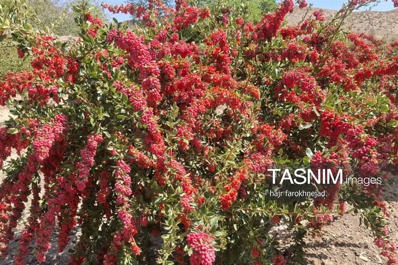 اخبار استان خراسان جنوبی , خبرگزاری تسنیم , گردشگری , `پاییز , 